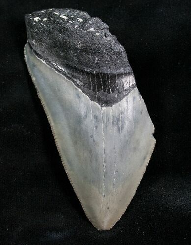 Beautiful Partial Megalodon Tooth - #7770